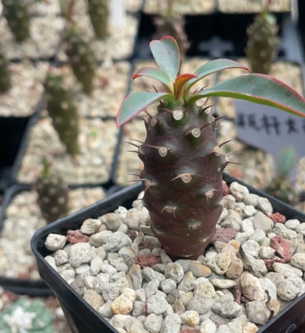 2PCS Euphorbia pachypodioides rarecactus succulent beautiful Plant