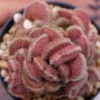Cristata cactus Succulent plants potted Garden decoration Plants self root3-4CM