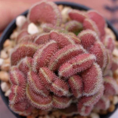 Cristata cactus Succulent plants potted Garden decoration Plants self root3-4CM