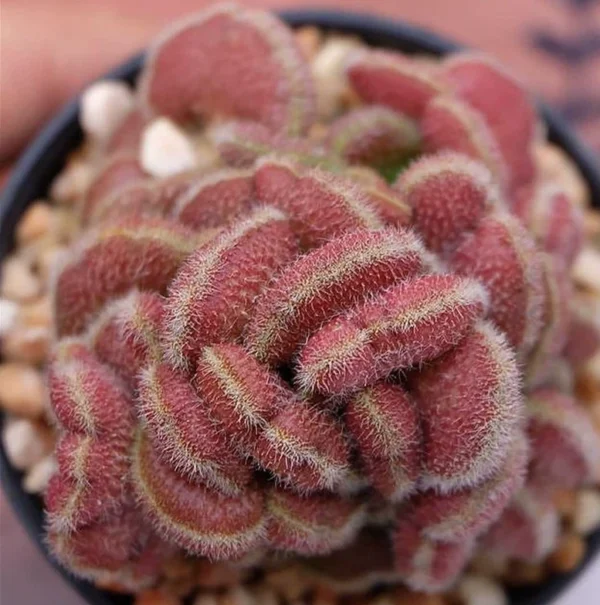 Cristata cactus Succulent plants potted Garden decoration Plants self root3-4CM