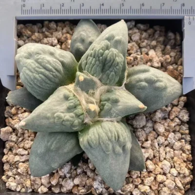 RareSucculent cactus Plant Ariocarpus 'Cauliflower' seedgrowth WYSIWYG 7.17-1
