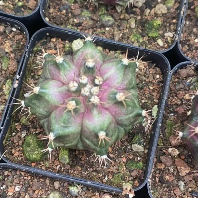 3PCS 3cm RareSucculent Plant Parodia crassigibba pink seedgrowth Boutique random