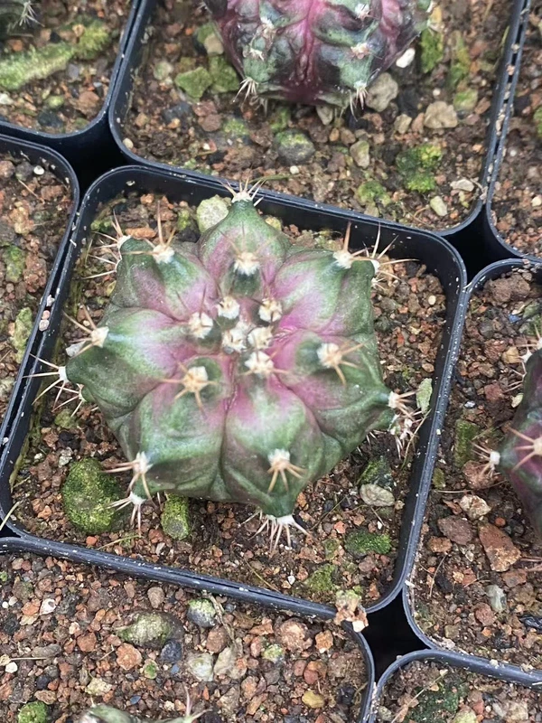 3PCS 3cm RareSucculent Plant Parodia crassigibba pink seedgrowth Boutique random