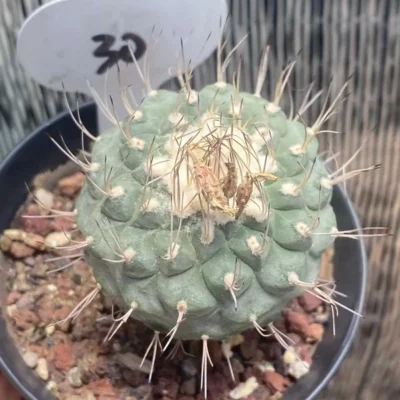 OLD Strombocactus disciformis RareSucculent Plant seedgrowth WYSIWYG