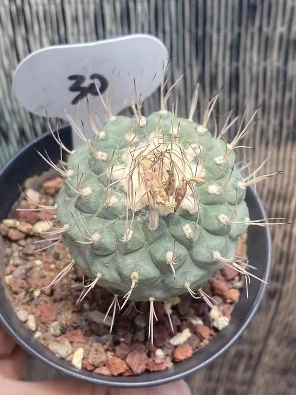 OLD Strombocactus disciformis RareSucculent Plant seedgrowth WYSIWYG