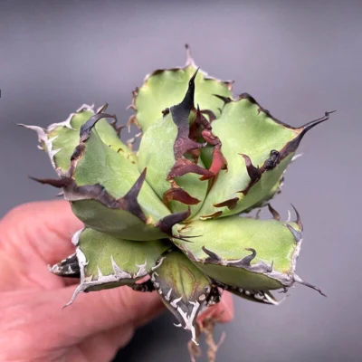 Cactus Plants Agave Black Whale Beautiful Cactus 6-7cm 1PCS