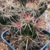RareSucculent Plant Tephrocactus Martialarts group fan 3-4heads