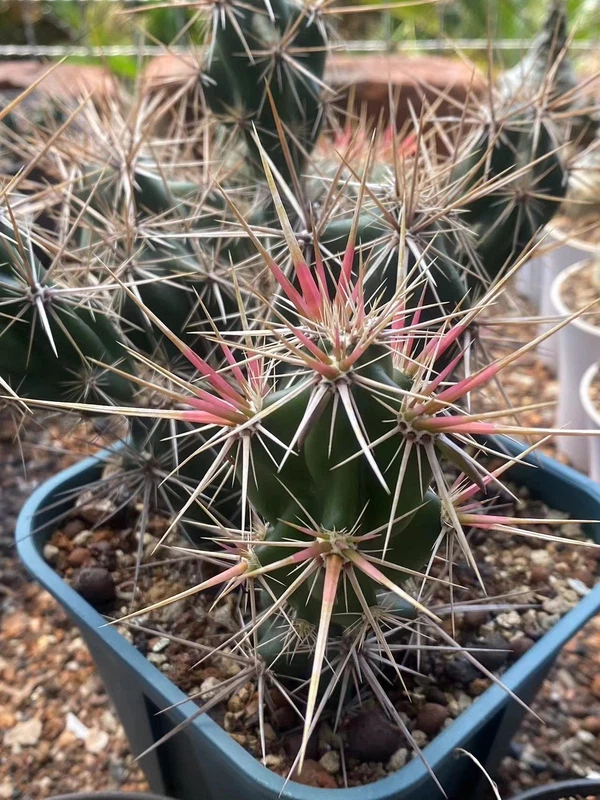 RareSucculent Plant Tephrocactus Martialarts group fan 3-4heads