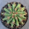 ferocactus horridus brevispinus RareSucculent Plant ownroot 5-8CM