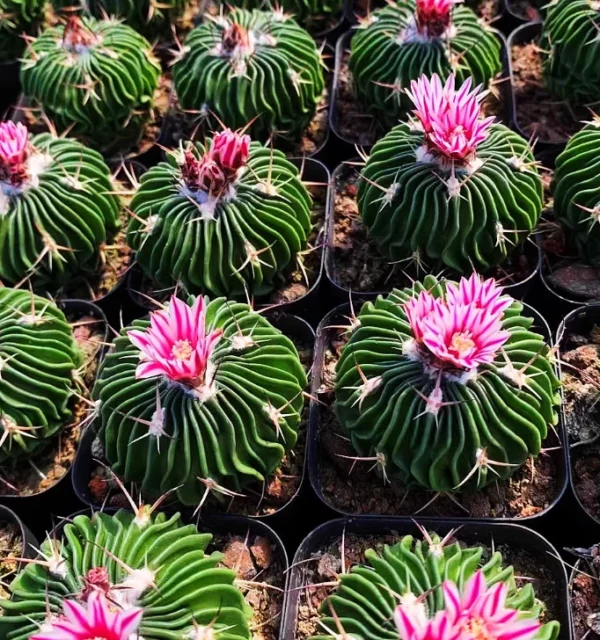 3PCS Stenocactus multicostatus (Hildm.) A Beautiful succulent plant cactus 3cm