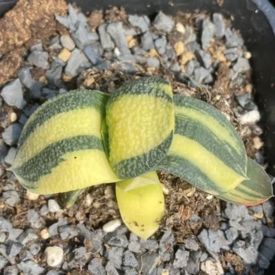 Gasteria armstrongii variegated Succulent Home garden Potted plants 4-6cm