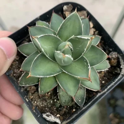 Agave filifera var. compacta B status Mini agave succulent plant 4-5cm