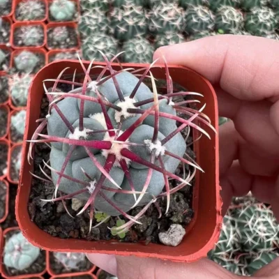 4-5CM RareSucculent Plant Thelocactus hexaedrophorus var.fossulatuss seedgrowth