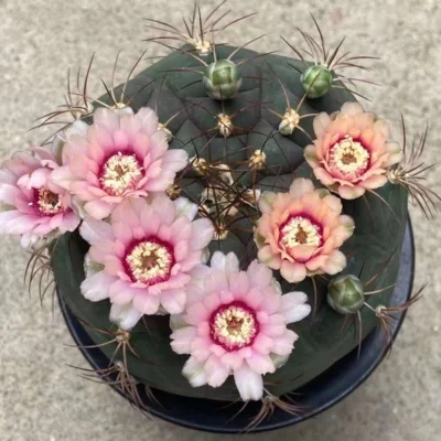 3PCS Gymnocalycium pflanzii v. marquezii Succulent cactus Plant 4CM