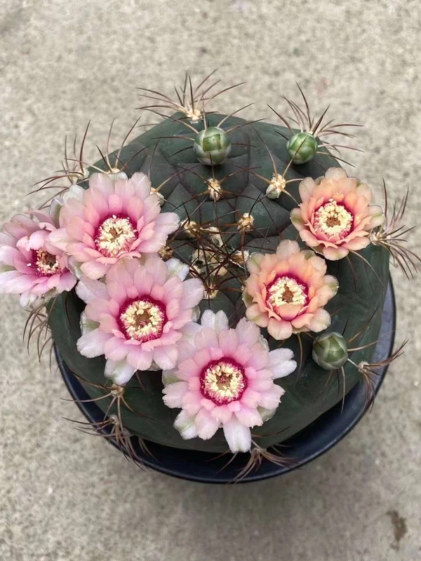 3PCS Gymnocalycium pflanzii v. marquezii Succulent cactus Plant 4CM