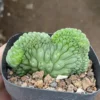 Larryleachia cactiformis Cristata cactus plants potted Garden Bonsai Plants