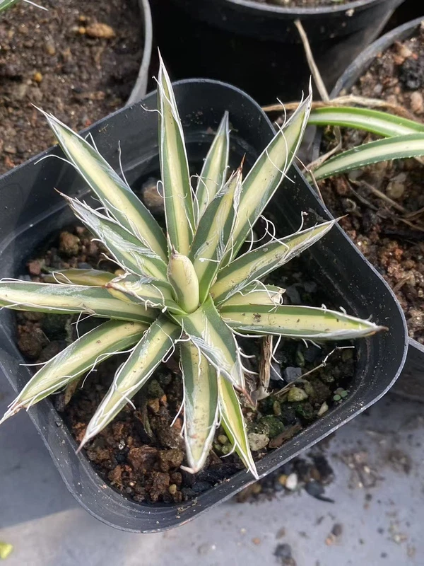 Toumeyana ssp.Bella Variegated Agave Succulent Cactus Agave Plant