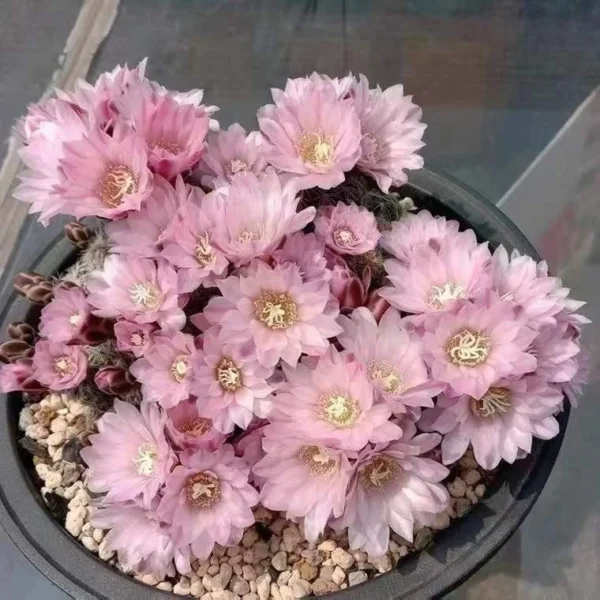3PCS Gymnocalycium bruchii cactus Succulent Plant ownroot 2.5-3CM