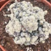 Gymnocalycium Baldianum Crested RareSucculent Plant 5-6CM