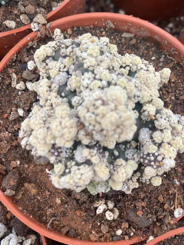 Gymnocalycium Baldianum Crested RareSucculent Plant 5-6CM