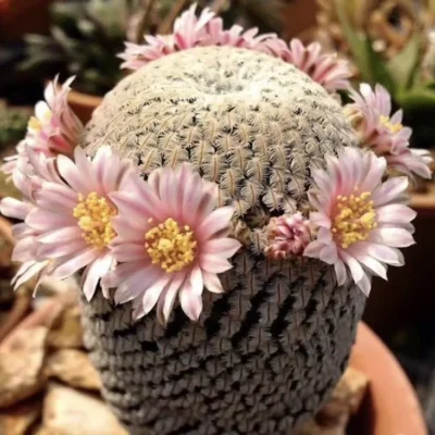 2.5-3CM RareSucculent Cacti Plant Mammillaria pectinifera Cactaceae Home Garden