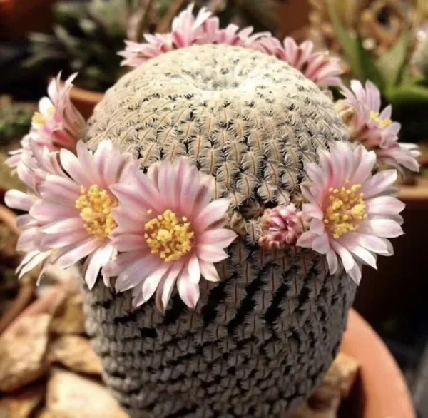 2.5-3CM RareSucculent Cacti Plant Mammillaria pectinifera Cactaceae Home Garden