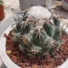 RareSucculent plant Coryphantha tripugionacantha graden ownroot 4-5CM