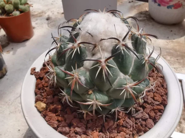 RareSucculent plant Coryphantha tripugionacantha graden ownroot 4-5CM