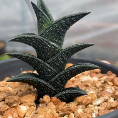 2PCS Haworthia nigra Succulent plants Home Garden Bonsai plants 4-5cm