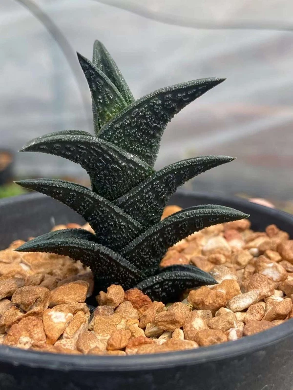 2PCS Haworthia nigra Succulent plants Home Garden Bonsai plants 4-5cm