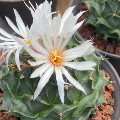 Obregonia denegrii Succulent Cactus ownroot Home Garden Décor Boutique 7-8CM