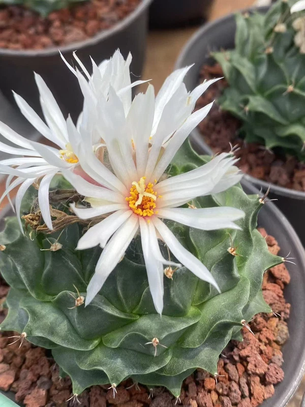 Obregonia denegrii Succulent Cactus ownroot Home Garden Décor Boutique 7-8CM