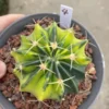 6.3CM RareSucculent Plant Echinocactus texensis variegated seedgrowth WYSIWYG 4#