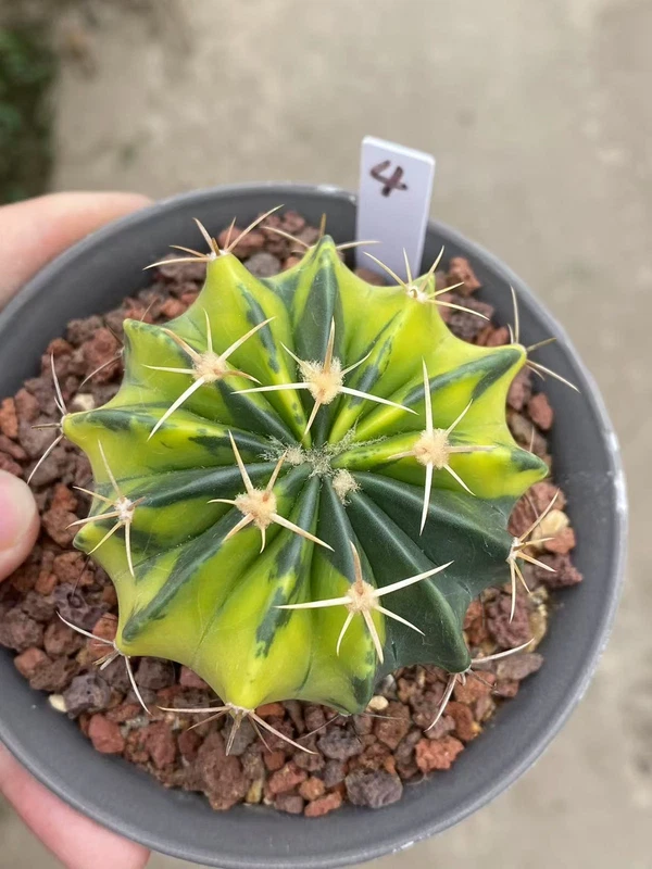 6.3CM RareSucculent Plant Echinocactus texensis variegated seedgrowth WYSIWYG 4#