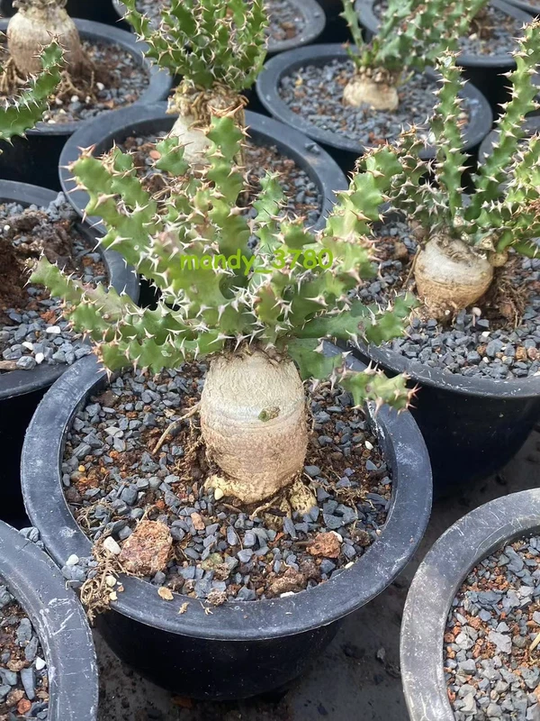 RareSucculent Plant Euphorbia Decidua seeding growth 4cm-4.5cm