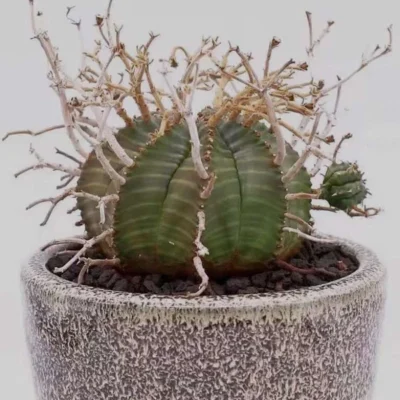 RareSucculent Plant Euphorbia valida ownroot Garden Boutique 3CM