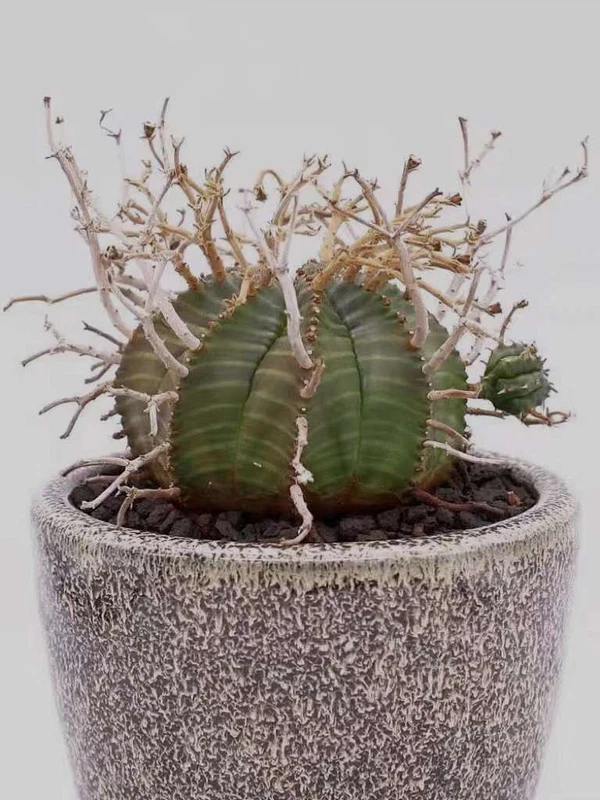 RareSucculent Plant Euphorbia valida ownroot Garden Boutique 3CM