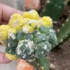 RareSucculent Plants Astrophytum asterias variegated have rootstock no root
