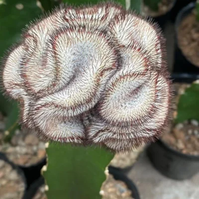 Mammillaria perezdelarosae var andersoniana Crested cristata rootless