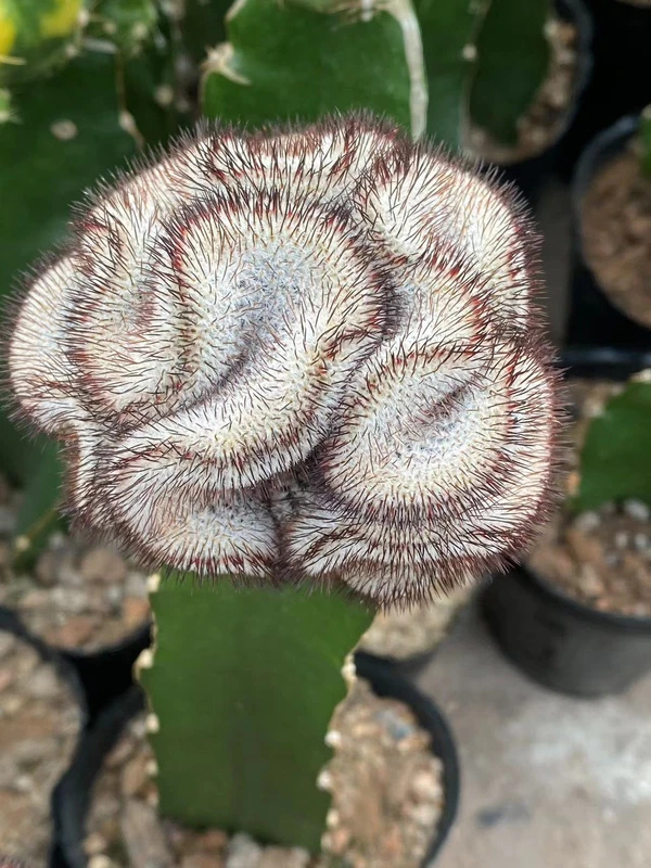 Mammillaria perezdelarosae var andersoniana Crested cristata rootless