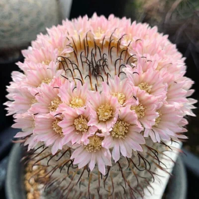 Cactus Succulent plants Mammillaria perezdelarosae potted Garden Plants 4-6cm