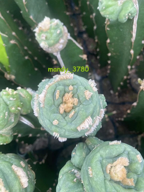 Succulent Cactus cristata cactus spiral Garden Raresucculent