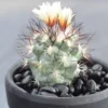 2PCS Turbinicarpus gielsdorfianus Gymnocactus gielsdorfianus Cactus high4-5CM