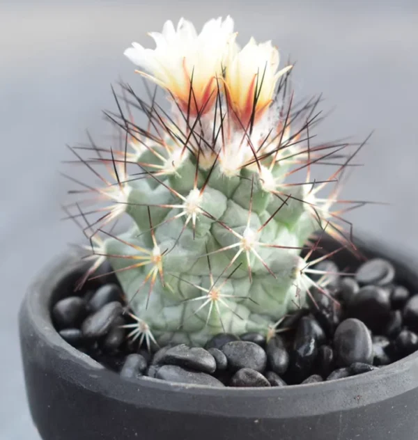 2PCS Turbinicarpus gielsdorfianus Gymnocactus gielsdorfianus Cactus high4-5CM