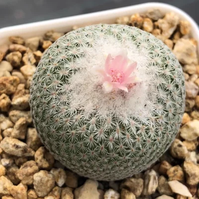 4PCS Epithelantha micromeris cacti RareSucculent Plant seedgrowth2-2.5CM