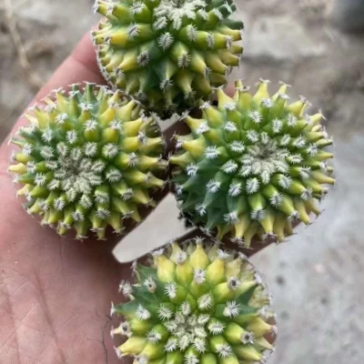 Succulent cactus Plant Turbinicarpus pulcherrimus Variegate selfRoot 2-3CM
