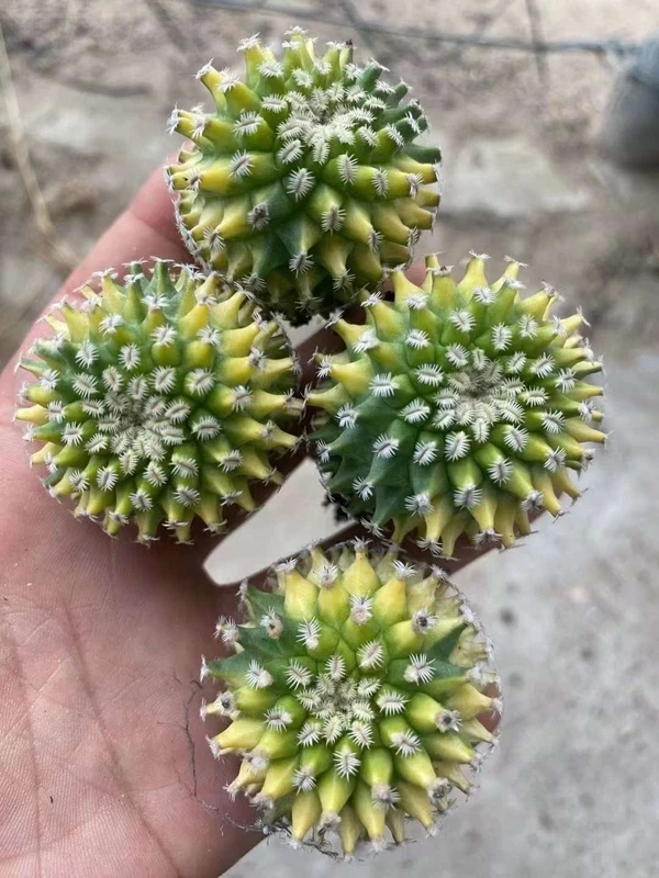 Succulent cactus Plant Turbinicarpus pulcherrimus Variegate selfRoot 2-3CM