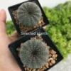 10PCS Frailea Castanea Cactaceae Succulent Cactus Plant Beautiful Plant 3cm
