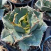 Agave titanota 'White Whale' Succulent plants Agave Garden beautiful Plants