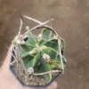 Astrophytum Capricorne Buffalo Suigyu variegated succulent seedgrowth WYSIWYG 8
